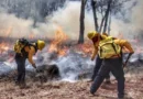 Alertan que incendios forestales pasaron de 13 a 51 en dos semanas