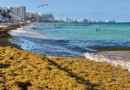 Quintana Roo impulsará estrategias para aprovechar sargazo