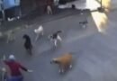Jauría de perros ataca a abuelita en Morelos; se registraron 70 mil agresiones al año