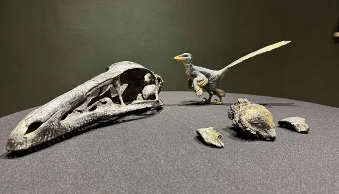 Así es el Xenovenator espinosai; dinosaurio de 74 millones de años hallado en Coahuila