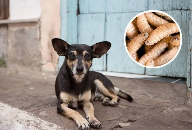 Perros, bovinos y caballos entre las otras especies afectadas por gusano barrenador 