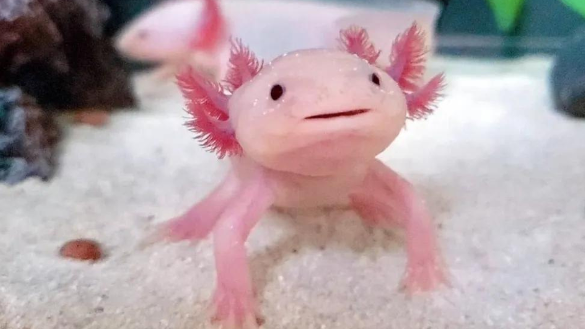 Leyenda del ajolote, un dios que se negó a morir