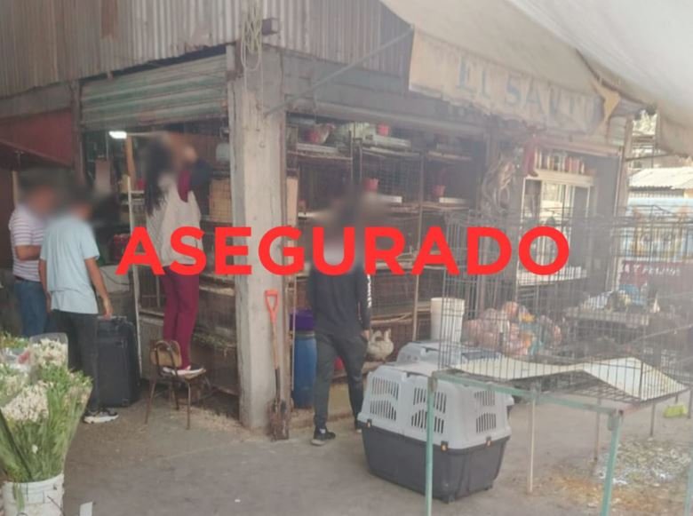 Rescatan 162 animales hacinados en mercado de Cuautitlán