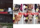 Gracias a denuncia ciudadana 6 cachorros están libres de maltrato animal en Ixtapaluca