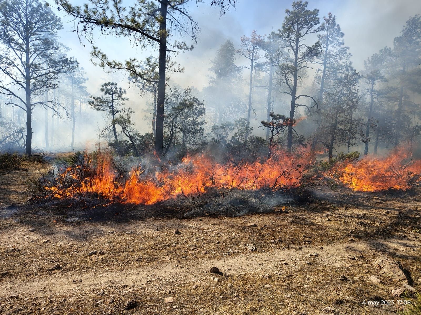 Reportan 20 incendios activos en 10 estados con mil 56 hectáreas afectadas