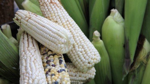 ANAM alerta por alza en importaciones de maíz en el arranque de 2026