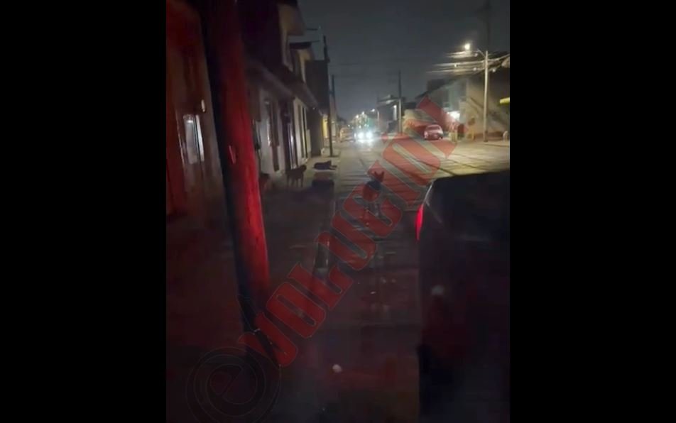 Una persona herida tras ataque de perros en calles de Toluca