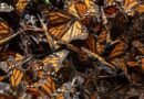Aumenta la población de las mariposas monarca en los boques de México