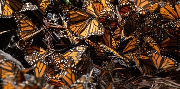 Aumenta la población de las mariposas monarca en los boques de México