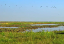 SCJN ordena revisar apoyos a quienes sean afectados por área protegida a Lago de Texcoco