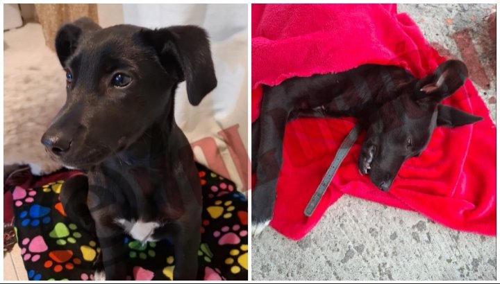 Urgen a revisar protocolos en jornadas gratuitas de esterilización tras muerte de cachorra