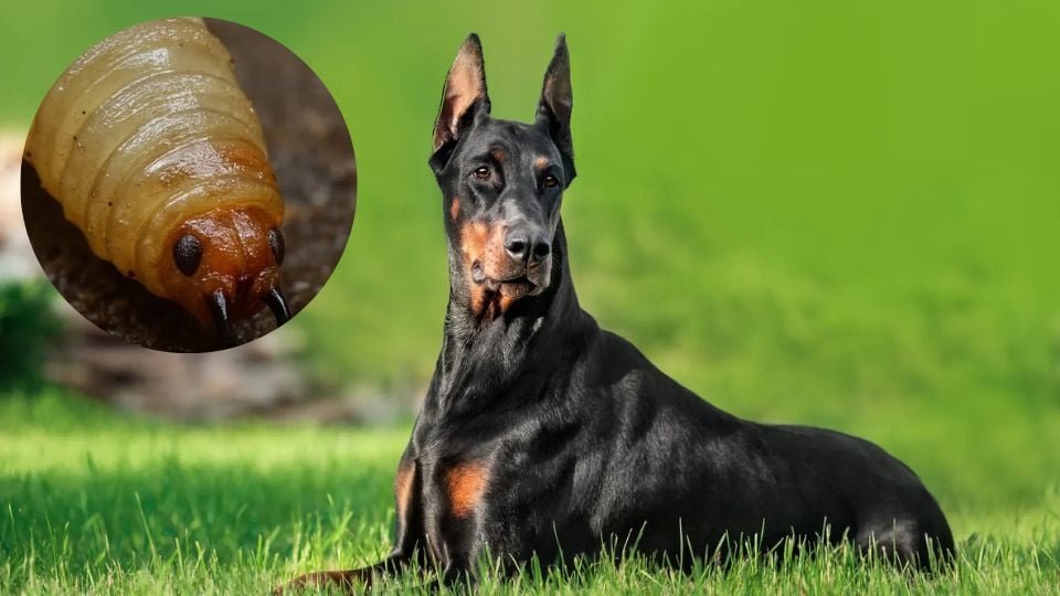 Detectan primer caso de gusano barrenador en CDMX en un perro