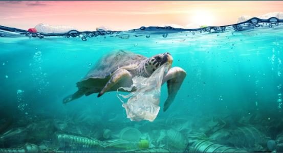 100 mil toneladas de plástico llegan al mar cada año en México; 4 estados lideran contaminación