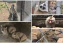 Aseguran autoridades fauna exótica en inmueble de Chalco; detienen a un hombre
