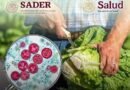 Investiga México brote de ciclosporiasis ligado a lechuga de Guanajuato