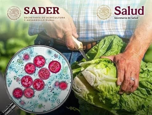 Investiga México brote de ciclosporiasis ligado a lechuga de Guanajuato