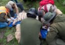 Capturan a tigre de bengala que escapó en Tepetlaoxtox; presenta una lesión