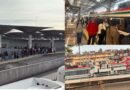 Usuarios del Tren Insurgente reportan fallas pese a reanudación del servicio; pasajeros saturan autobuses