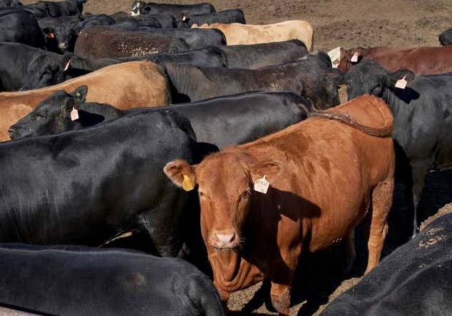 Exportación de ganado a EU se reanudará en agosto
