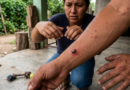 Garrapatas disparan muertes por fiebre manchada en el norte de México con 80 casos