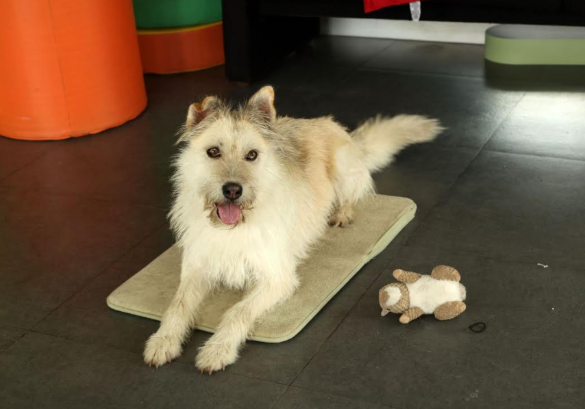 CIRAC de la UAEMéx rehabilita y entrena perros rescatados para participar en terapias asistidas