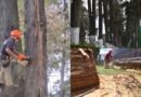 Paseo Colón: Entre la gloria porfiriana y el hacha del Ayuntamiento