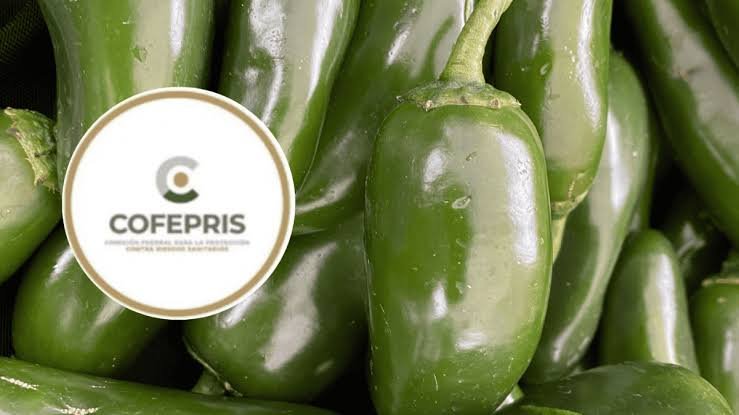 Cofepris descarta contaminación por salmonela en chiles jalapeños 