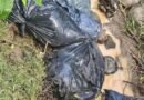 Investigan muerte de 12 perros en Naucalpan que pudieron ser usados en peleas clandestinas