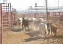 Sonora reabre frontera con EU para exportación de ganado