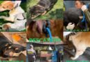Rescatan a 13 perros y gatos por presunto maltrato animal de La Granja de Chopos en Ixtapaluca