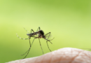 Salud continuará vigilando dengue pese a disminución de 30% de casos