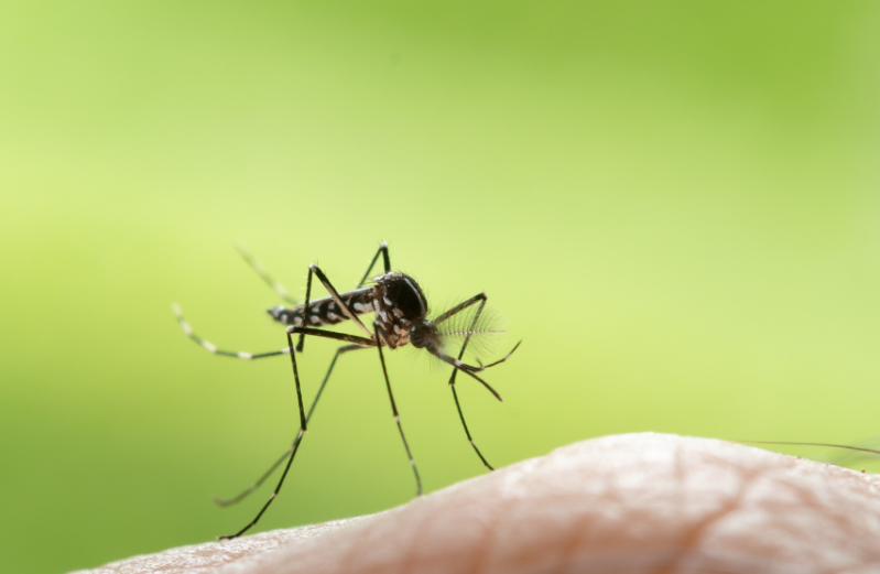 Salud continuará vigilando dengue pese a disminución de 30% de casos