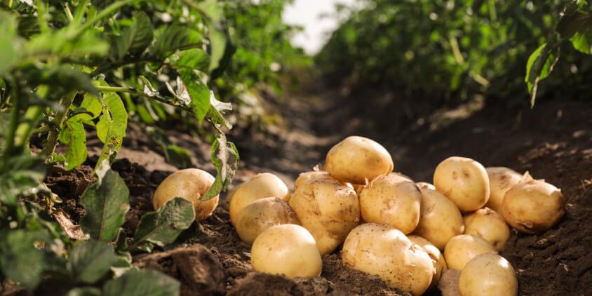 Productores denuncian ingreso irregular de papa estadounidense en Sinaloa