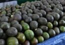 EU reanuda parcialmente actividades en áreas de producción de aguacate Michoacan