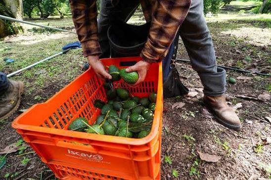 EU suspende importaciones de aguacate desde Michoacán por inseguridad
