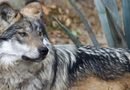 Donald Trump pide a ganaderos disparar contra lobo gris mexicano; busca retirar protección