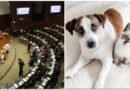 Aprueba el Senado Ley de bienestar animal para garantizarles derecho de cuidados