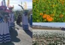 Floricultores de San Francisco Putla listos para abastecer el mercado de Día de Muertos