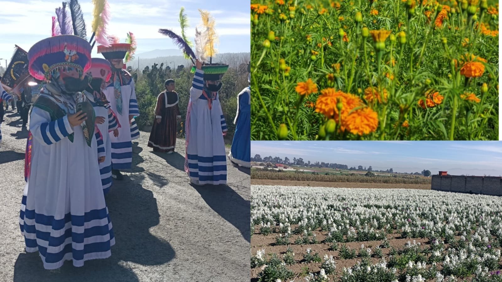 Floricultores de San Francisco Putla listos para abastecer el mercado de Día de Muertos