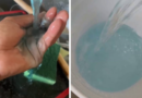 Evidencian que sale agua azul en llaves de fraccionamiento de Guadalajara
