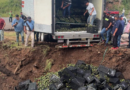 Queman más de 50 toneladas de aguacate foráneo en Michoacán por gusano barrenador
