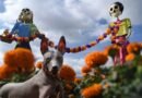 México celebra su primer Día del Perro Xoloitzcuintle, el guardián del Mictlán