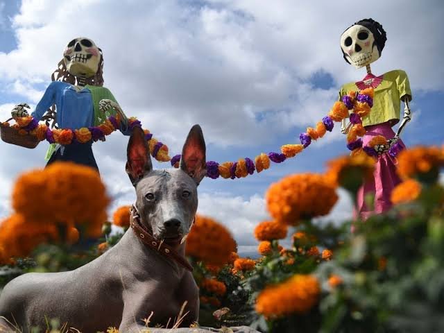 México celebra su primer Día del Perro Xoloitzcuintle, el guardián del Mictlán