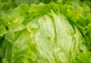 Cofepris concluye que lechuga mexicana no originó brotes de Salmonella y Cyclospora en EU