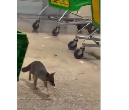 Buscan a quienes tuvieron contacto con zorra en Cancún por dar positivo a rabia